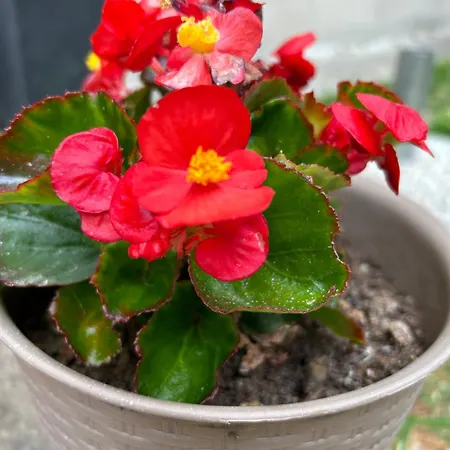 ゲストハウス Urban Getaway Double 3*