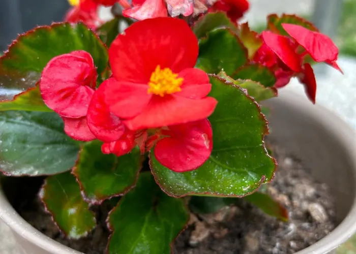 Gostinjska kuća Urban Getaway Double 3*